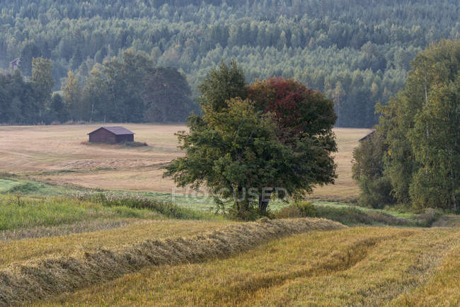 Vista panorámica del bosque en verano, enfoque selectivo - foto de stock