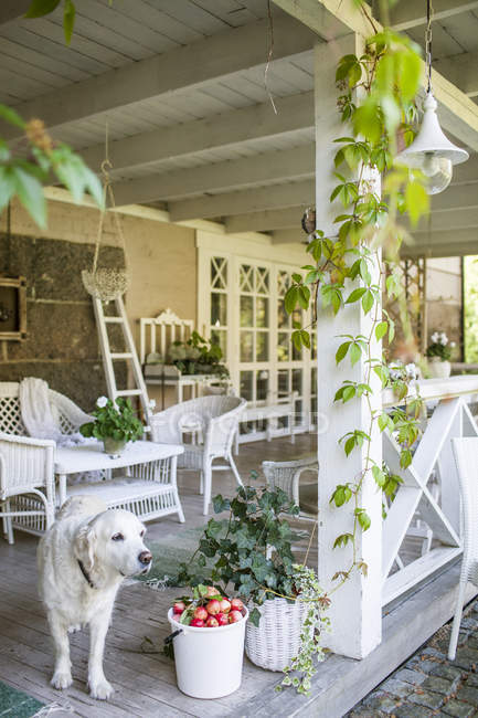 White dog on terrace, selective focus — Stock Photo