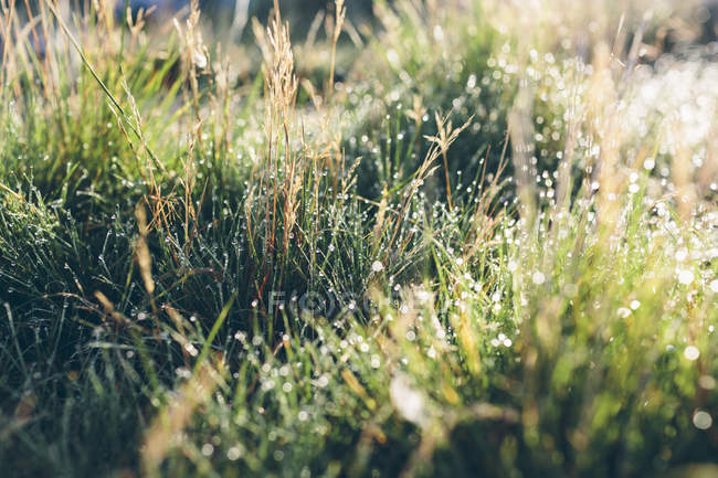 Close-up de grama com gotas de água — Fotografia de Stock