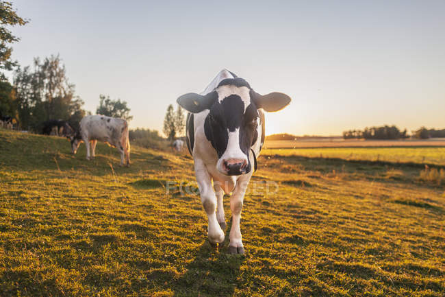 Мальовничий вид корів на галявині влітку — стокове фото
