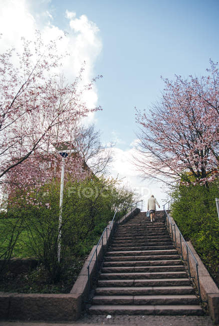 Вид ззаду жінки на сходах біля квітучих дерев — стокове фото