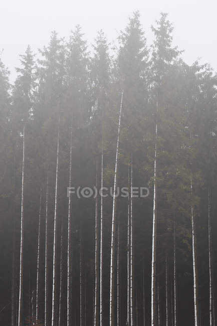 Живописный вид на лес летом, избирательный фокус — стоковое фото