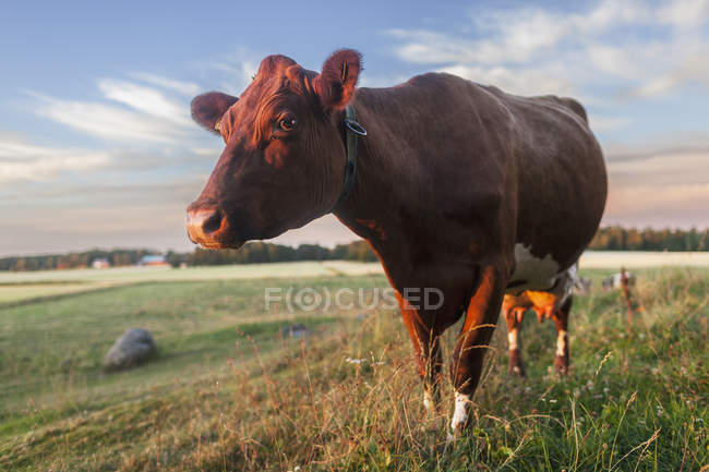 Мальовничий вид на корову на лузі влітку — стокове фото
