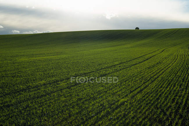Campo verde de trigo sob céu nublado — Fotografia de Stock
