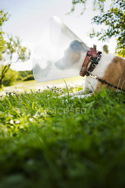 Terrier dog lying in garden and wearing protective collar — Stock Photo