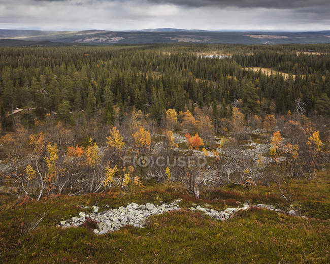 Vista aerea della foresta a Fulufjallets National Park — Foto stock