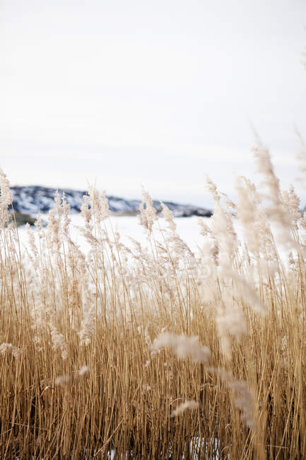 Коричневая трава зимой, дифференциальное внимание — стоковое фото