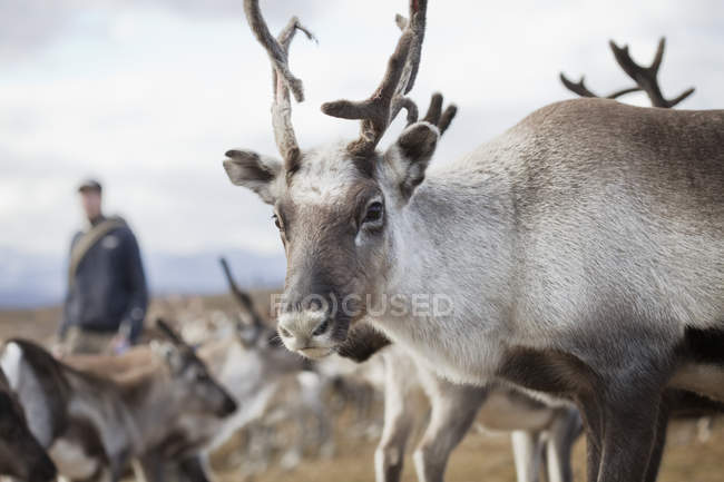Reindeer looking at camera, selective focus — Stock Photo