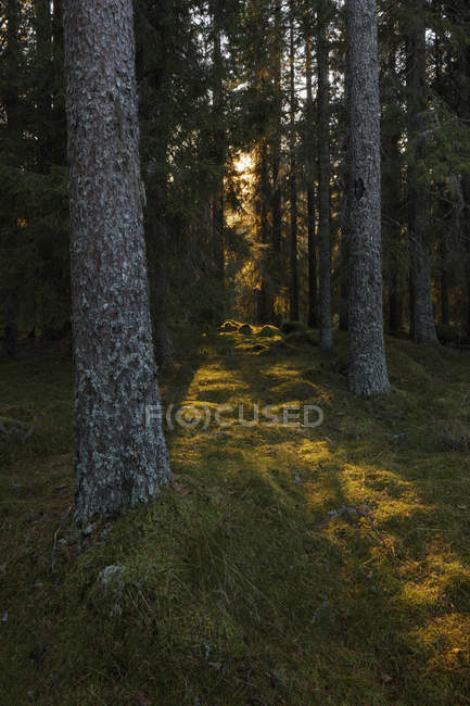 Солнце светит сквозь деревья — стоковое фото