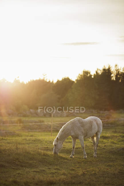 Cavalo pastando em paddock na fazenda, Krokshult — Fotografia de Stock