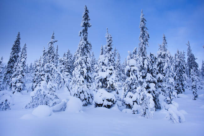Vista panorámica de los pinos en invierno al atardecer - foto de stock