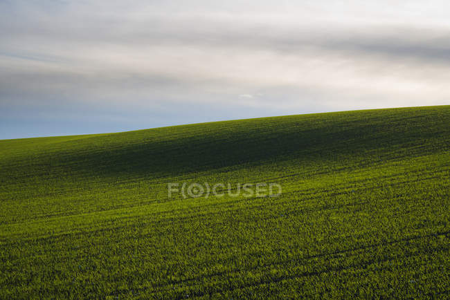 Green field of wheat under cloudy sky — Stock Photo