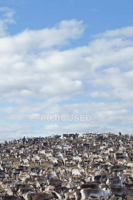 Herd of reindeers in wild, selective focus — Stock Photo