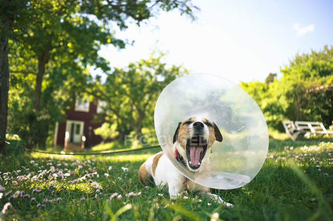 Собака-терьер в защитном воротнике лежит в саду и зевает — стоковое фото
