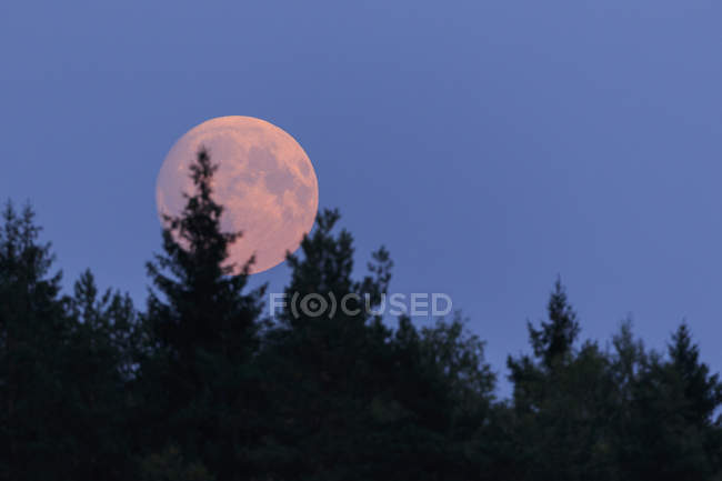 Scenic View Of Moon Behind Trees Sunset Full Moon Stock Photo 189996536