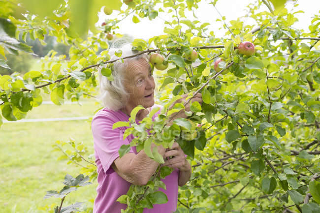 Senior woman touching apple tree branch — Stock Photo