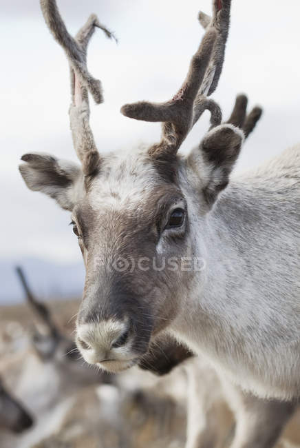 Portrait of reindeer looking at camera at wild nature — Stock Photo