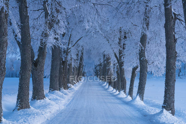 Paysage hivernal avec route et arbres, perspective décroissante — Photo de stock