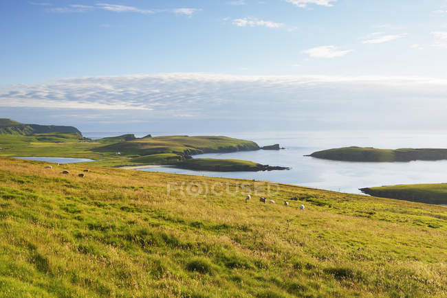 Paesaggio costiero in estate nelle Shetland, Scozia — Foto stock