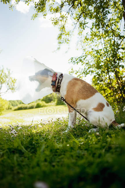 Terrier dog wearing protective collar and barking — Stock Photo