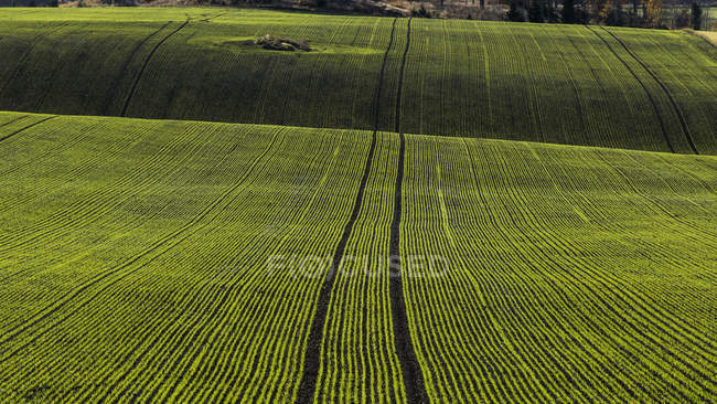 Striped green field, northern europe — Stock Photo