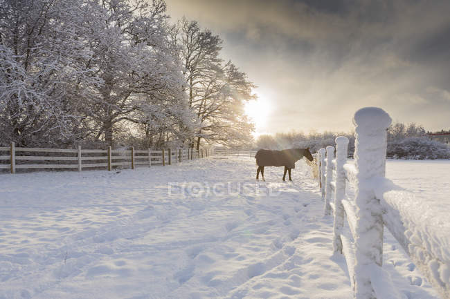 Vista panorâmica do cavalo perto da cerca no inverno — Fotografia de Stock