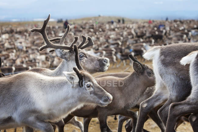 Gros plan du troupeau de rennes, mise au premier plan — Photo de stock