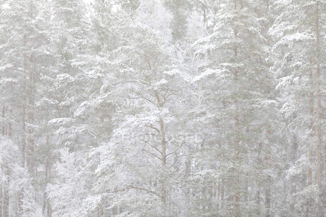 Vista panorâmica de árvores cobertas de neve — Fotografia de Stock