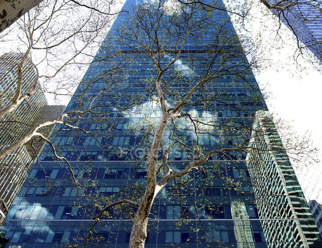 Low angle view of trees in New York City with skyscrapers in background — Stock Photo