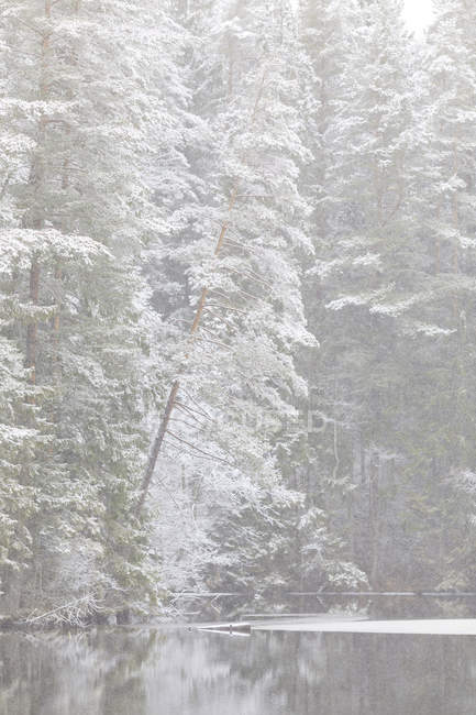 Malerischer Blick auf Fluss und schneebedeckten Wald — Stockfoto