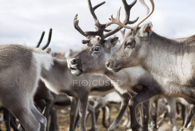 Close-up of herd of reindeer, focus on foreground — Stock Photo