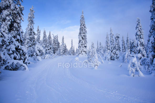 Сосны и проселочная дорога зимой — стоковое фото