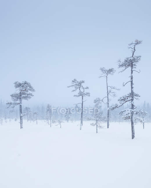 Alberi durante l'inverno nel Parco nazionale Fulufjallet, Svezia — Foto stock