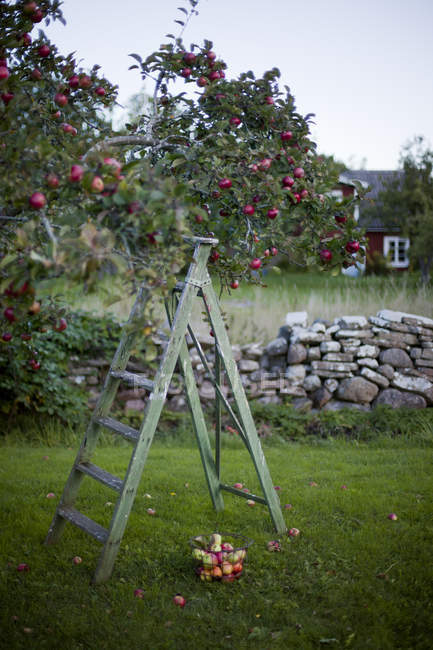 Ladder under apple tree against buildings exterior — Stock Photo