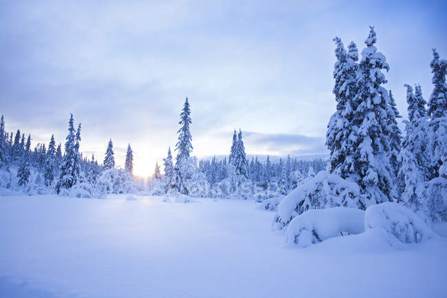 Forêt de pins en hiver au lever du soleil, Europe du Nord — Photo de stock