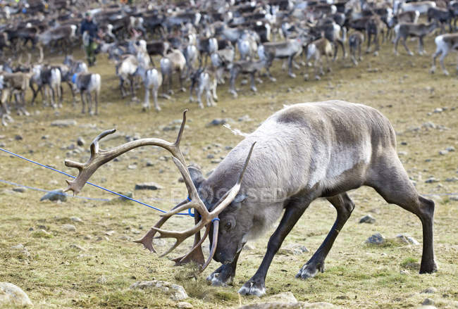 Roping reindeer in wild, focus on foreground — Stock Photo