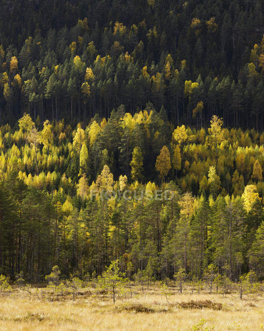 Живописный вид на лес летом, Швеция — стоковое фото