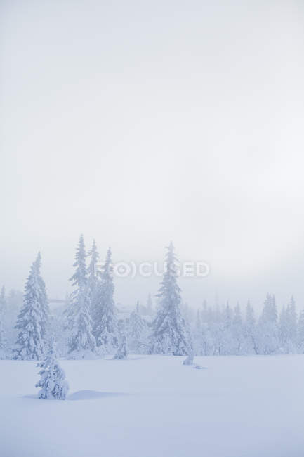 Bosque de pinos en invierno, norte de Europa - foto de stock