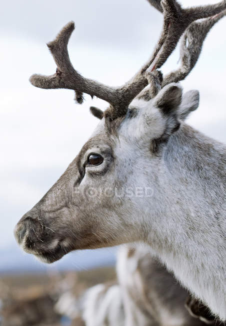 Portrait of one reindeer, focus on foreground — Stock Photo