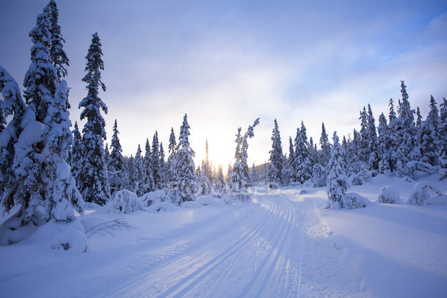 Pinheiros e estrada rural no inverno — Fotografia de Stock
