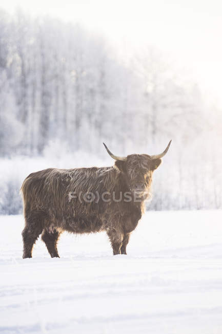 Vista laterale del toro nella neve, messa a fuoco selettiva — Foto stock
