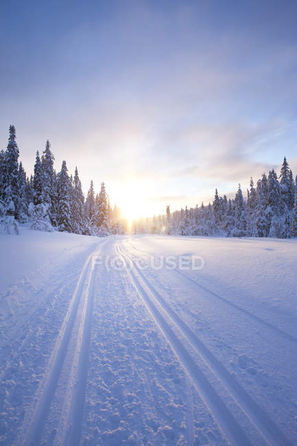 Kiefern und Landstraße im Winter bei Sonnenaufgang — Stockfoto