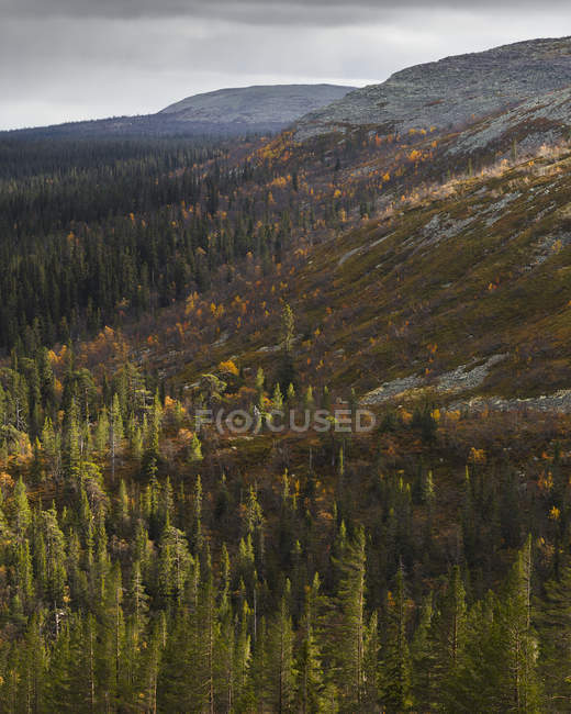 Vista elevada del bosque, vastra gotaland - foto de stock