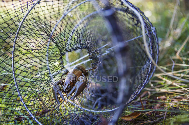 Crayfish caught in fishing net on grass — Stock Photo