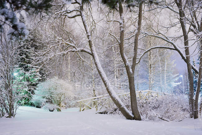 Зимняя сцена с деревьями и мостом, покрытым снегом — стоковое фото