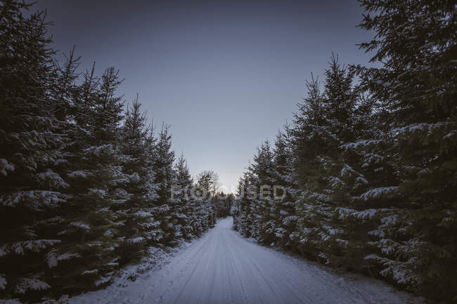 Живописный вид на дорогу среди деревьев зимой — стоковое фото