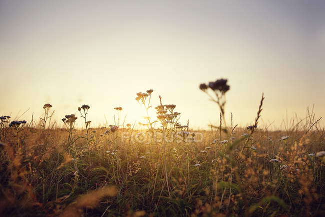 Scenic view of sunset over field — Stock Photo