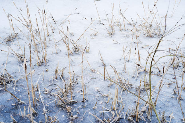 Reed sticking out from frozen water, winter — Stock Photo