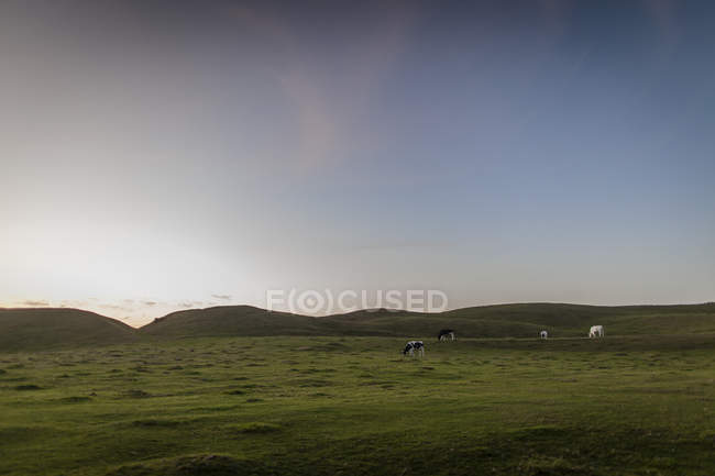 Vacas em pastagem ao pôr-do-sol, norte da Europa — Fotografia de Stock