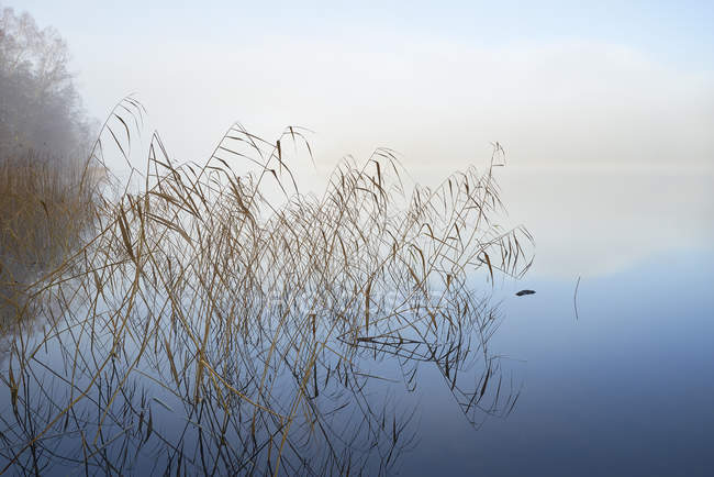 Reed protruding from water, beauty in nature — Stock Photo